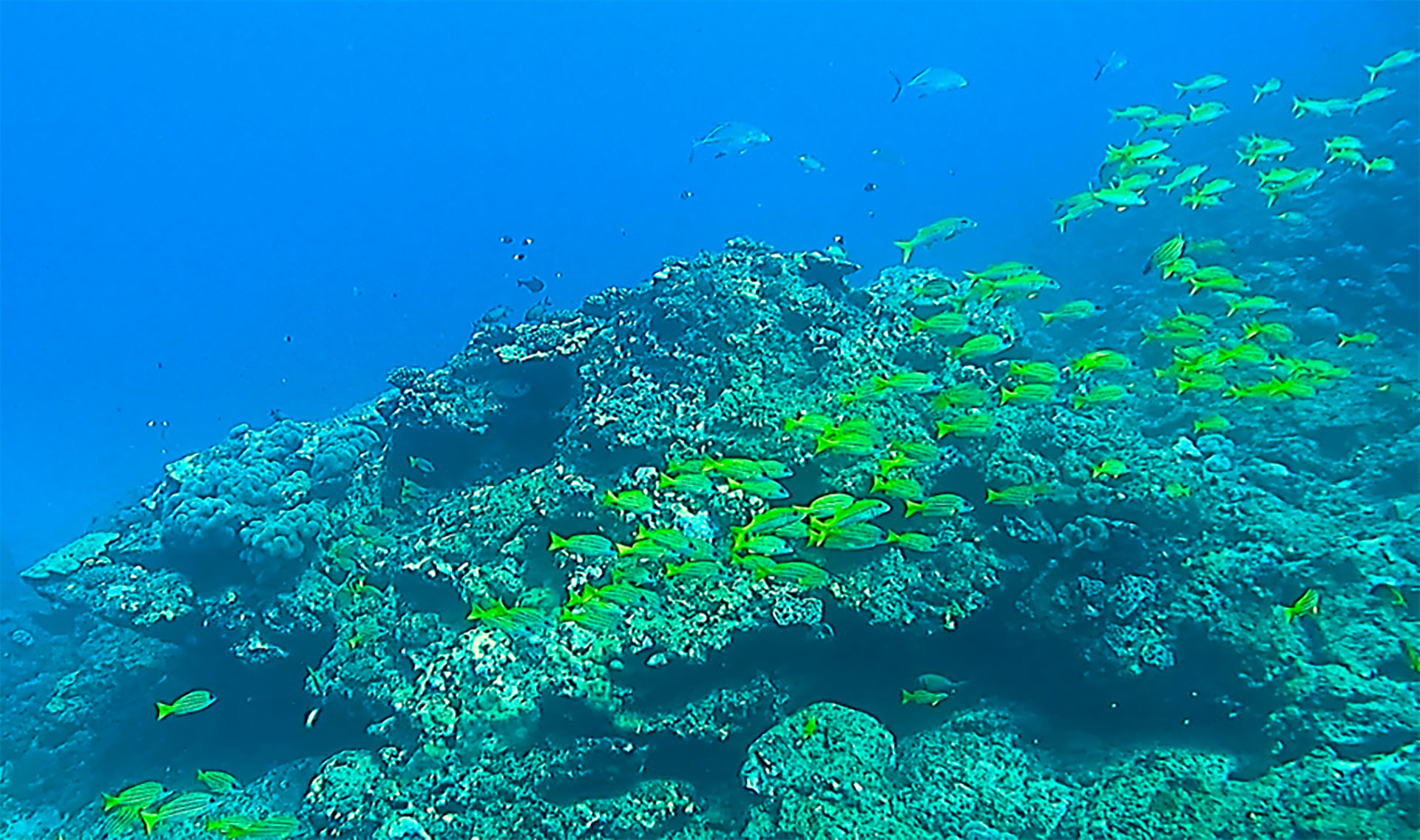 Coral beds on the outer slope of the Réunion site.