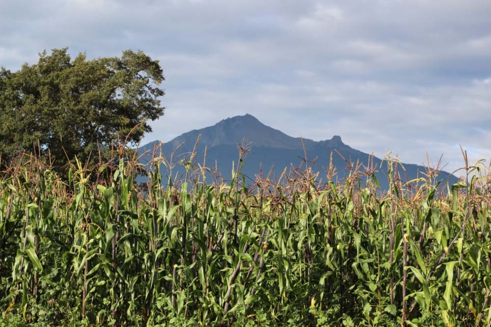 Corn Field in Mexico