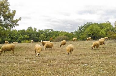 Dans le PNR des Causses du Quercy, troupeau de brebis Caussenarde, race locale reconnaissable à ses lunettes noires. 