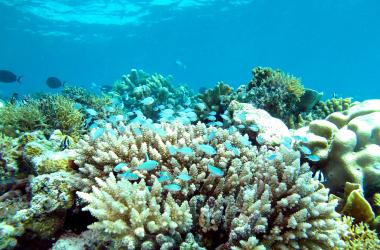 Aperçu de la biodiversité des écosystèmes coralliens du sud-ouest de l’océan Indien (Ile de La Réunion). 