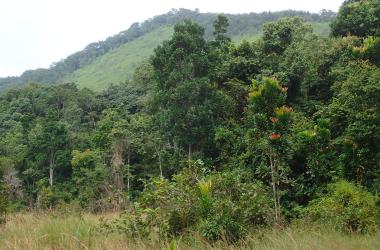 Dans le parc National de La Lopé au Gabon.