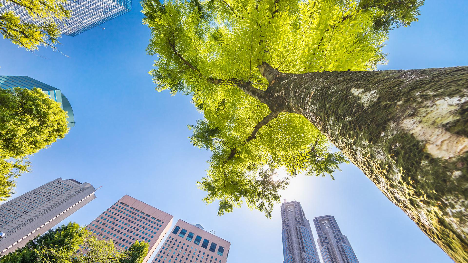 Vegetation plays a major role in urban air quality.