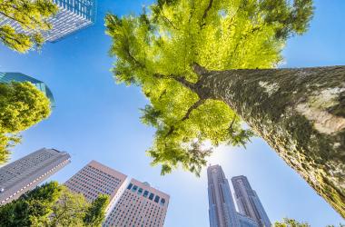 Vegetation plays a major role in urban air quality.